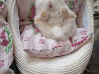 Yavru netherland dwarf tavşan