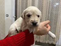 30 günlük sevimli golden retriever yavrularımız