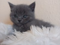 Sevimli minnoş kedicikler