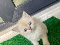 Pamuk tüylü blue point scottish