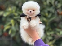 Ayı surat pomeranian yavrularımız