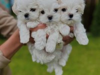 Maltese Terrier Xs Smal Neşe Kaynağı
