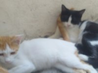Acil yuva aranıyor tekir