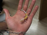 Morph Garantili Leopard Gecko
