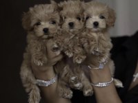 Maltipoo Safkan Yavrular