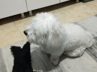 2 yaşında erkek maltese paşamıza eş arıyoruz