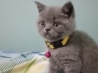 Anne baba biritish shorthair