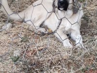 5 aylık kalite kangal yavru