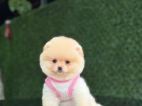 En tatlı Pomeranian Boo