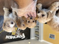 Bu yavrular kaçmaz Maltipoo bebekler teslime hazır ank 