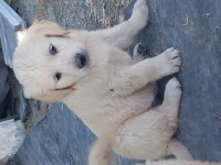 Golden bebekler
