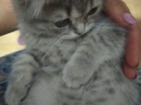 Yavrularımıza yuva arıyoruz scottish fold
