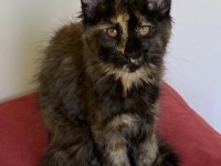 Üst Düzey Kalitede 3 Maine Coon Yavru
