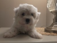 Ev Doğumu Sıfır Numara Maltese Terrier Yavrular
