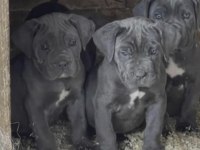 Cane Corso Köpekleri
