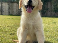 Baby Face Golden Retriever Yavruları