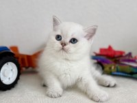 British Shorthair Bebek Kediler