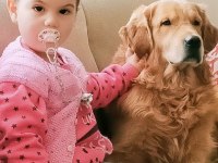 Zeka Küpü Çok Akıllı Golden Retriever