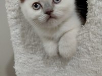 Kaliteli Yavru British Shorthair