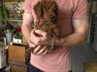 Oyuncu akıllı ve yaramaz poodle