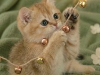 Golden british shorthair