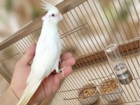 Albino Cf Cremiyo Taşıyıcı Yavru Sultan
