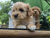Küt Burun Turuncu Renk Maltipoo Yavrular