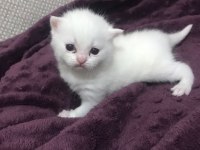British shorthair 50 günlük