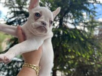 Irkının en özeli kar beyaz mavi göz dişi french bulldog