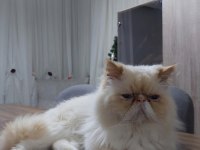 Persian Yavru Dişi 1 Aylık