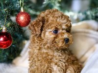 YENİ YILA YENİ BİR TOY POODLE DOSTLA BAŞLANGIÇ YAPIN