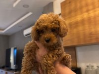 4 aylık dişi poodle