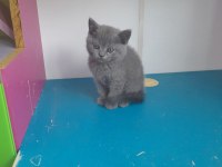 BRİTİSH SHORTHAIR ERKEK YAVRULAR
