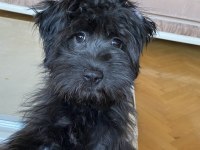 5 aylık siyah toy poodle