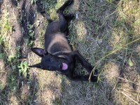 Malinois 75 günlük dişi