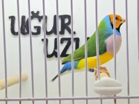 Türkiye şampiyonundan gouldian finch