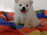 40 GÜNLÜK POMERANİAN