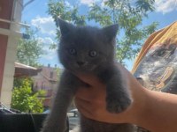 British shorthair 1 dişi ve 1 erkek