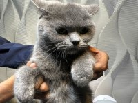 BRİTİSH SHORTHAİR KEDİSİ