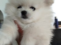 Orijinal Pomeranian Boo Yavruları