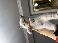 British shorthair silver point yavrum