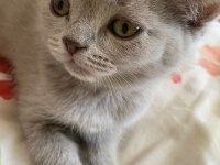 Gri british shorthair