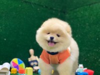 Pomeranian Boo Yavrularımız