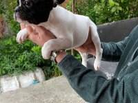 3 aylık french bulldog dişi