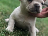 İki güzel French bulldog bebeklerimiz