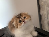 SCOTTISH FOLD YAVRULARIM