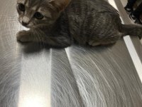 KOCAELİ ÜÇ PATİLİ FABRİKA KEDİCİĞİNE YUVA ARIYORUZ