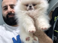AYI SURAT ŞECERELİ POMERANİAN YAVRULAR