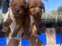 Kore poodle