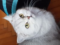 LOKUM HANIM MINNOŞ KEDİMİZ ACIL SAHİPLENDİRİLECEK